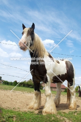 piebald horse standing in field