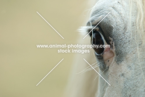 close up of a horses eye