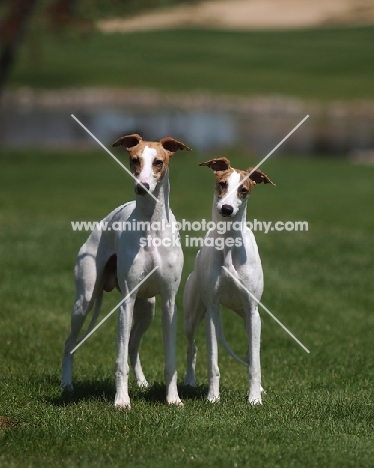 two Whippets looking at camera