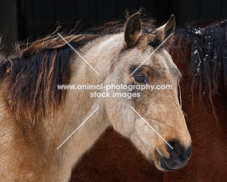 Morgan horse side view