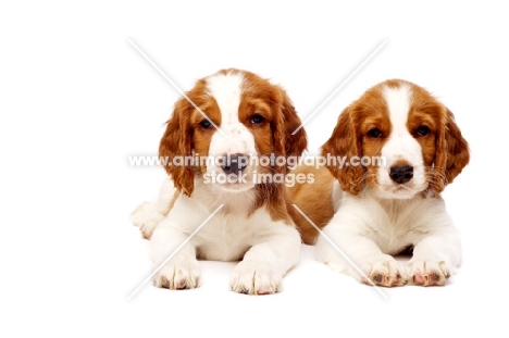 Welsh Springer Spaniel