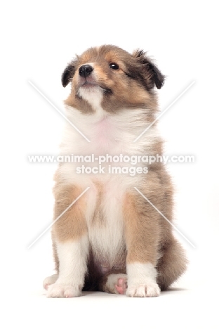 Shetland Sheepdog puppy on white background, looking up