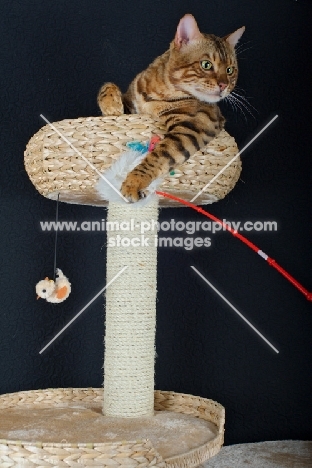 Bengal male cat playing with a toy on a scratch post, black background