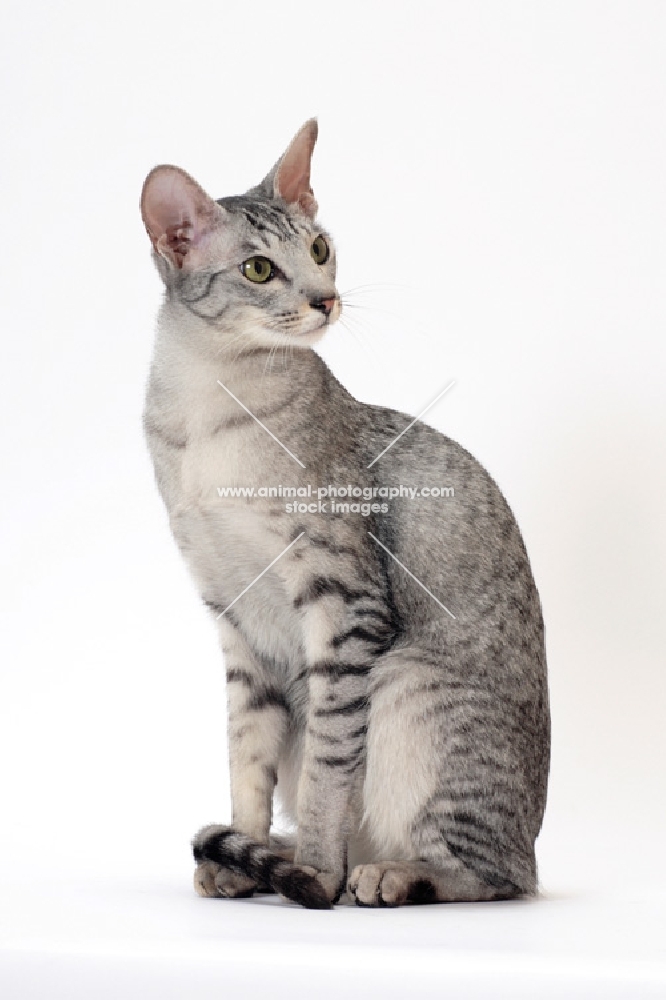 Oriental Shorthair sitting down on white background, Silver Spotted Tabby