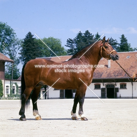 Que d'Espoir Freiberger, Swiss Anglo Norman stallion standing near stables