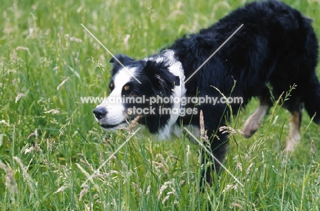 Border Collie approaching sheep