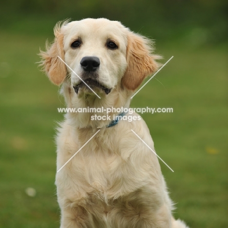 young Golden Retriever