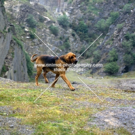 ch barsheen magnus (mag),  bloodhound trotting out in a rocky gorge