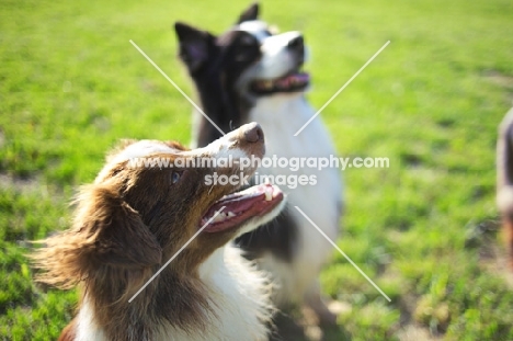 red bicolor and black tricolor australian shepherds sitting together in a field