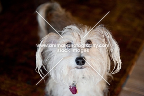 terrier mix with long ears