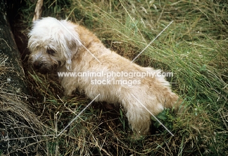 ch sandyclose scilla, dandie dinmont with hunting in mind