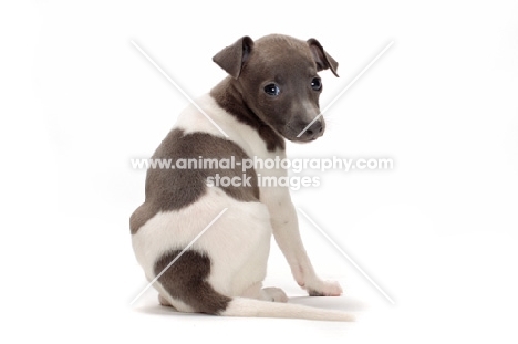 Italian Greyhound puppy, back view