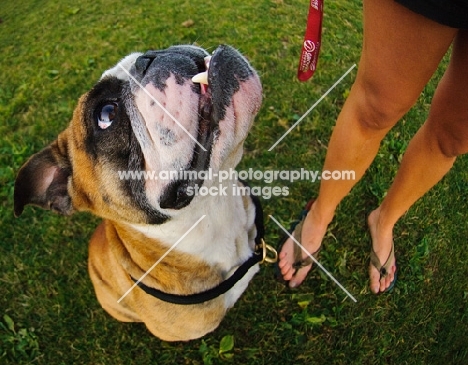 Bulldog looking at owner