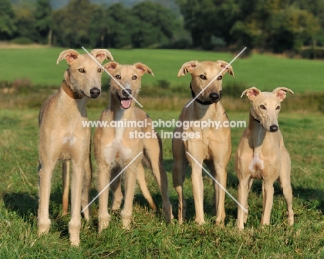 litter of sapling lurcher puppies