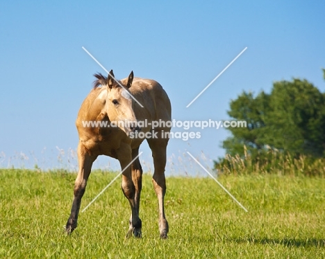 quarter horse standing in field