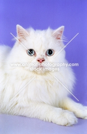 blue eyed white Persian