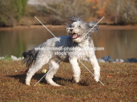 happy clipped Bearded Collie