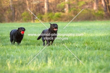 two black labs running in field with red ball