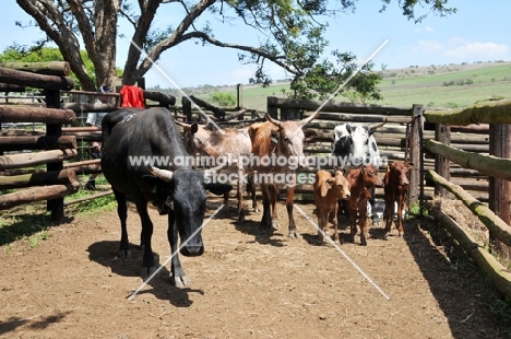 Nguni Cattle in South Africa