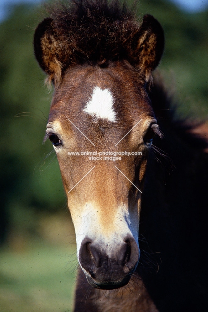 Dartmoor foal head 