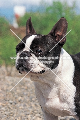 Boston Terrier portrait