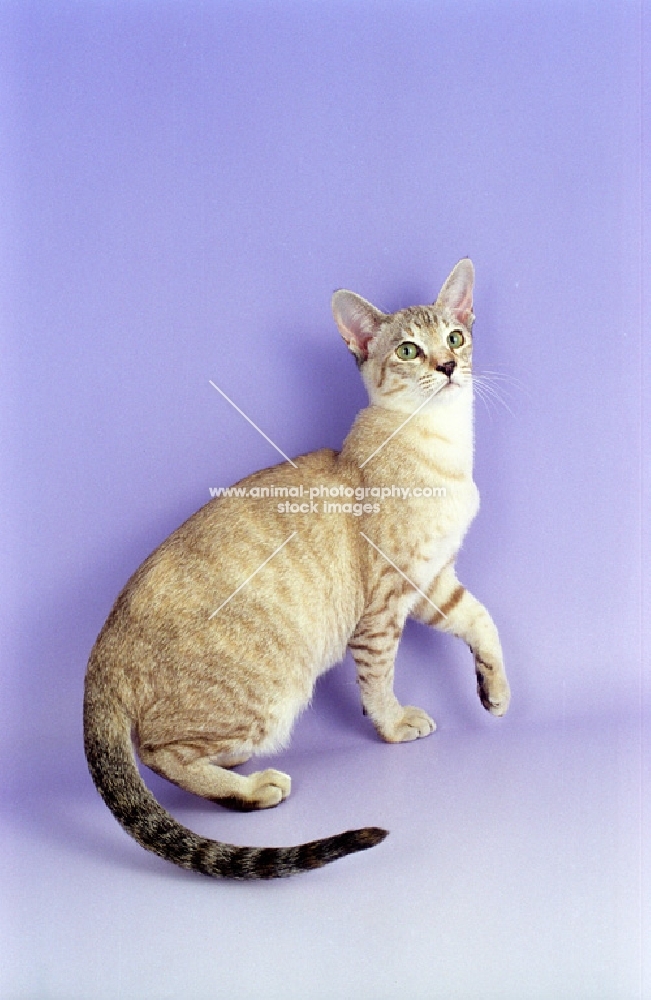 brown tabby tortie Tonkinese, one leg up