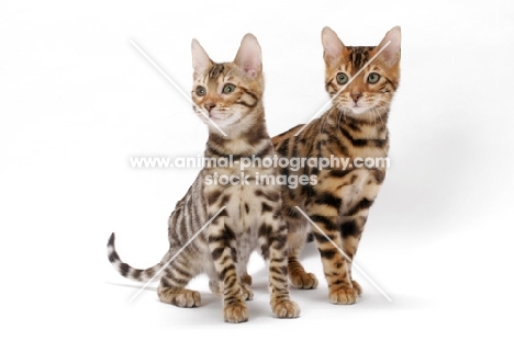 young Bengal cats standing