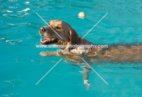 Golden Retriever swimming in pool