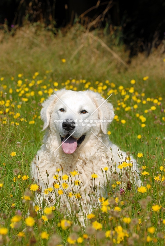 Kuvasz amongst flowers