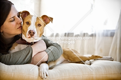 American Pit Bull cuddled by woman