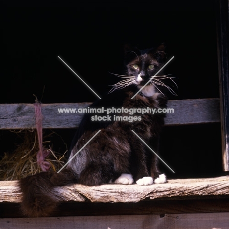 black cat with white markings