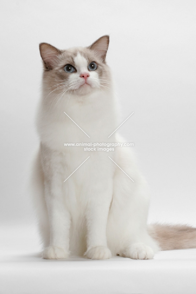 Blue Point Bi-Colour Ragdoll sitting