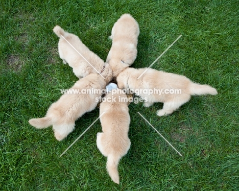 five Golden Retriever puppies eating together