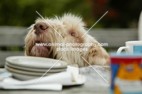 Italian Spinone begging