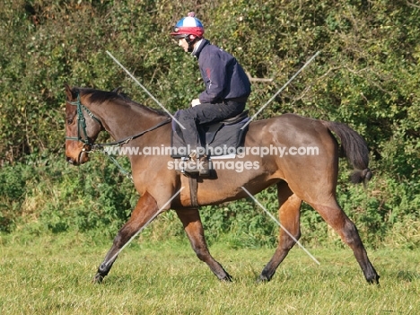 Thoroughbred walking