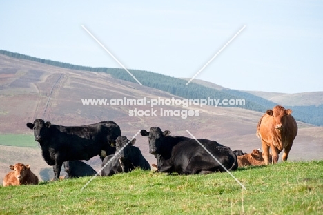 Limousin cross cows