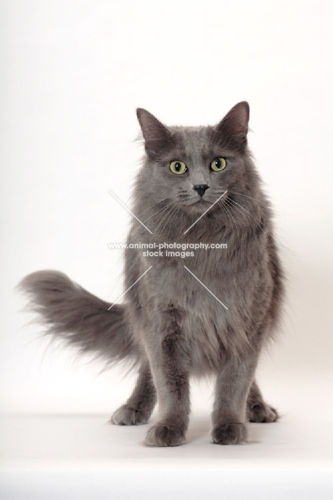 Neutered Nebelung, front view, standing on white background