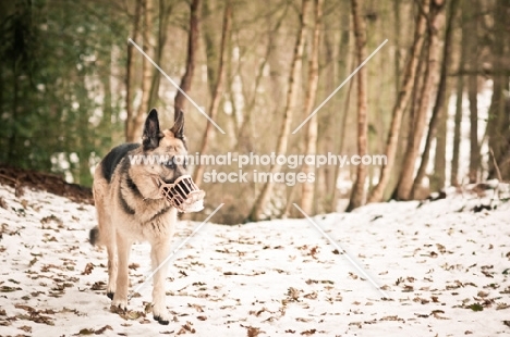 muzzled Alsatian in wintry forest
