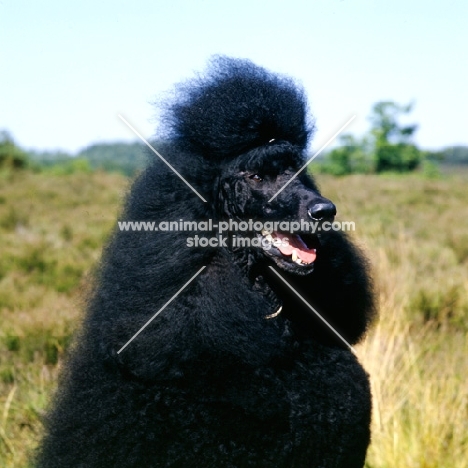 ch montravia tommy gun, crufts BIS standard poodle portrait