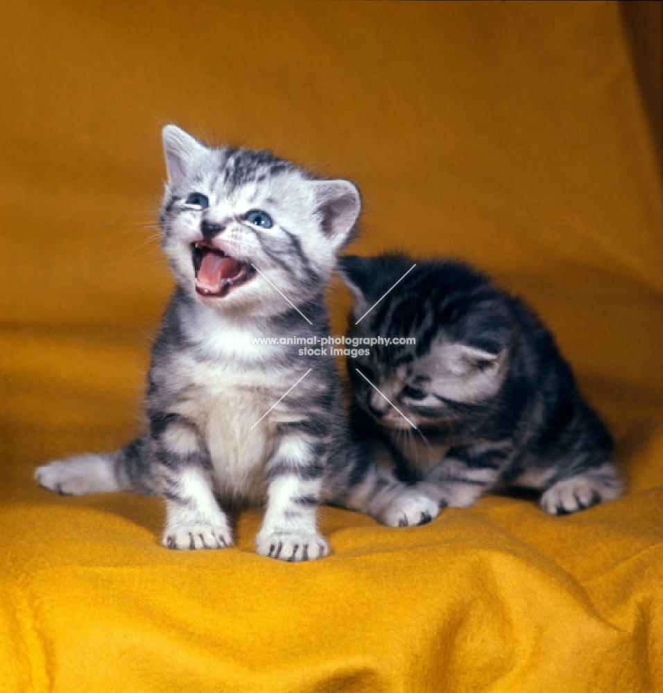 silver tabby kittens, one crying
