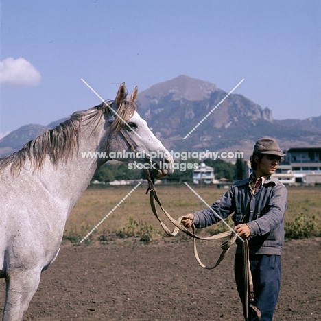 zement, tersk stallion posed with russian handler at hippodrome piatigorsk, 