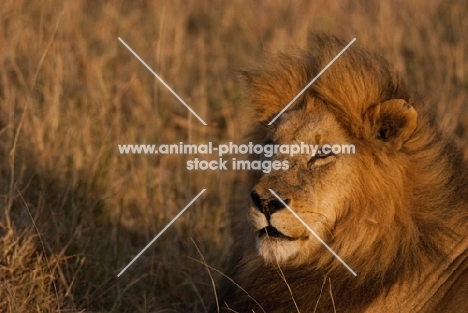 Portrait of male Lion on an early morning in Masai Mara