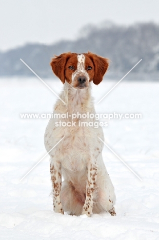 Brittany sitting in snow