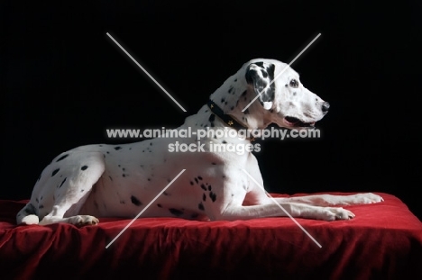 dalmation lying on a red blanket