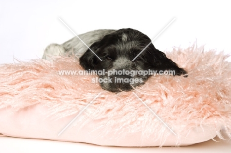 english cocker spaniel puppy laid on fluffy rug on white background