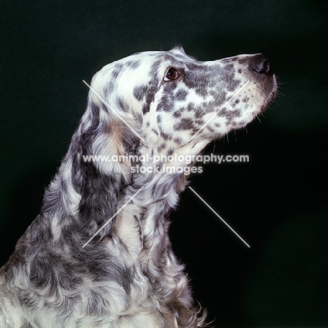 english setter, portait