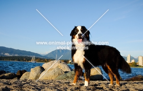 Bernese Mountain Dog near lakeside