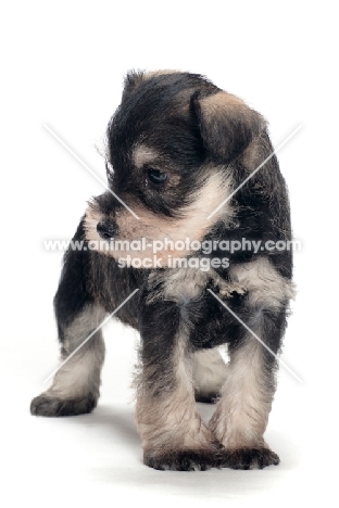 Miniature Schnauzer puppy in studio