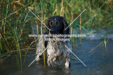 English Springer Spaniel standing in the water