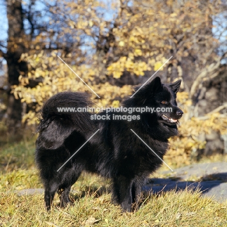 swedish lapphound in sweden with background of autumn colouring 